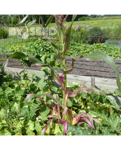 Maïs d'ornement Field of Dreams