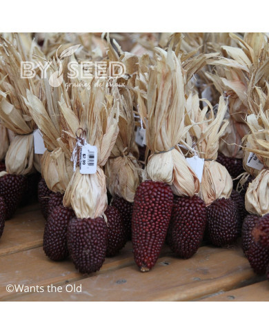 Maïs d'ornement Fraise