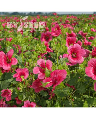 Malope trifida Vulcan