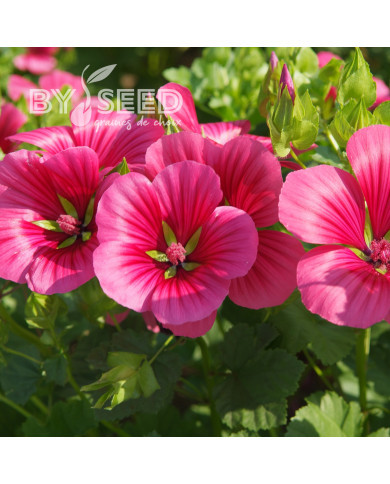 Malope trifida Vulcan