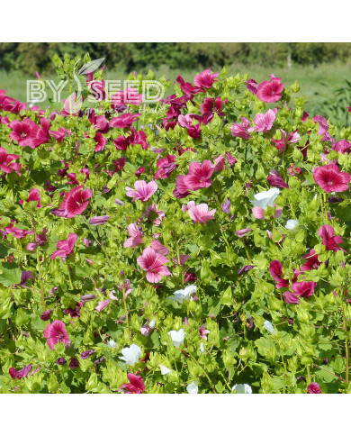 Malope trifida Mix