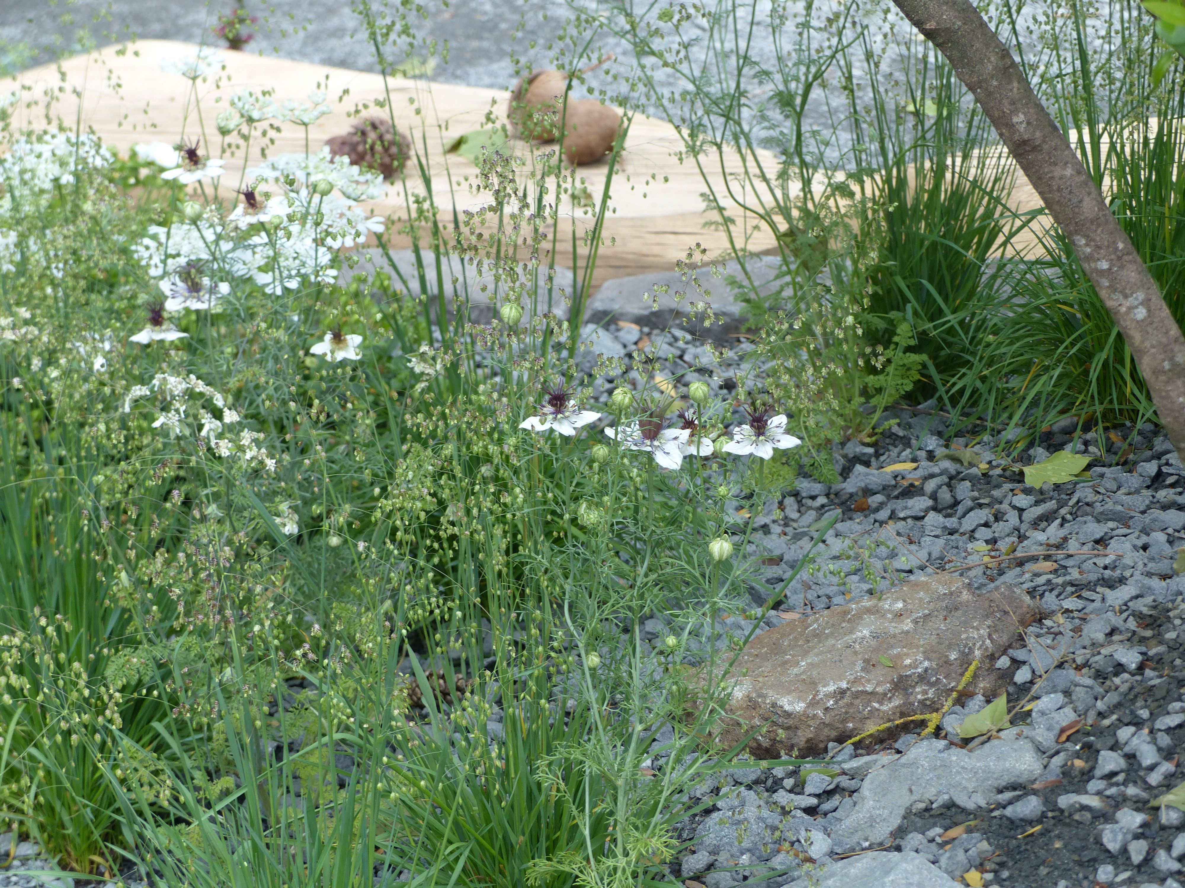 Nigelle d'Espagne 'Eclipse'