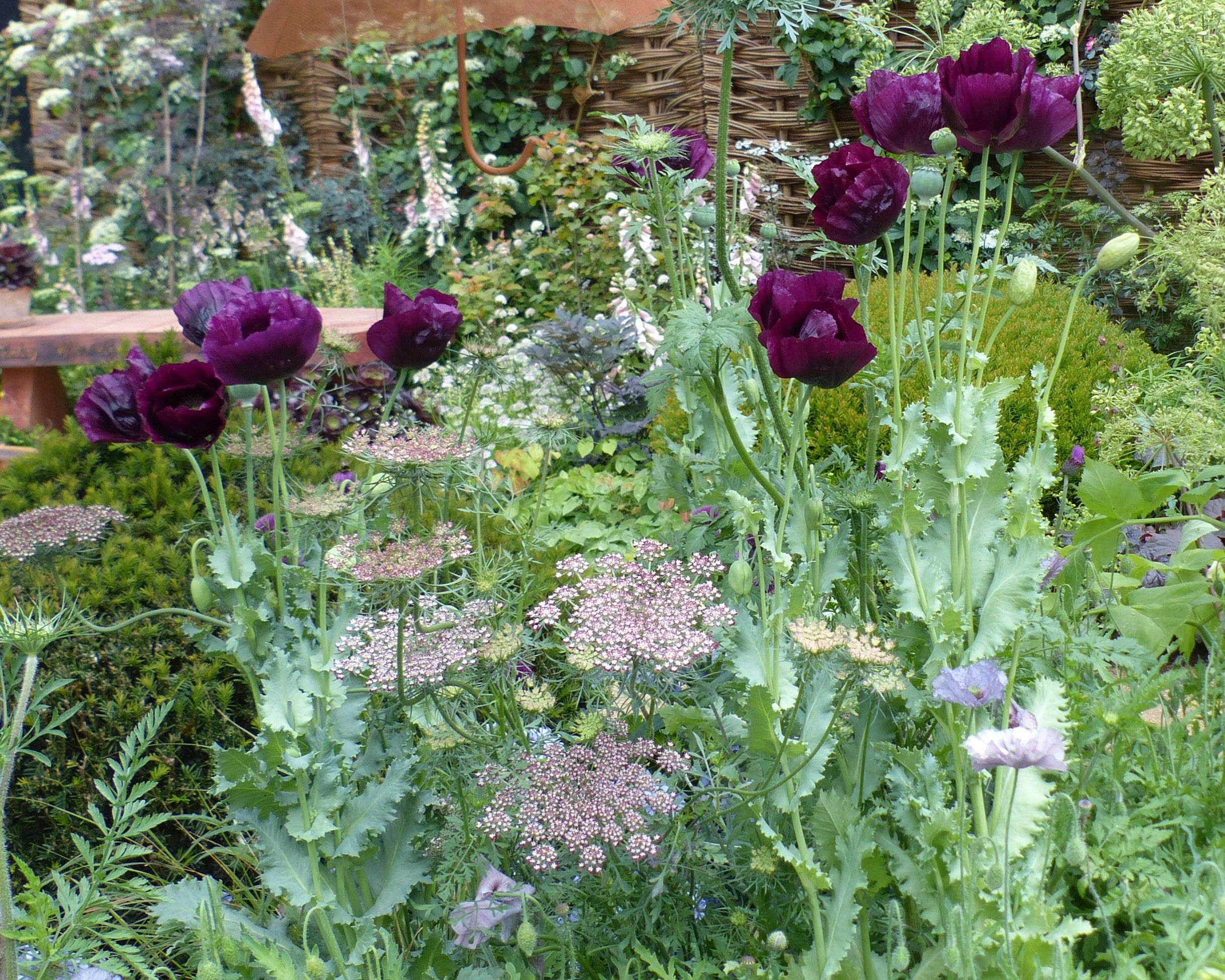 Pavot 'Lauren's Grape' et Carotte 'Dara'