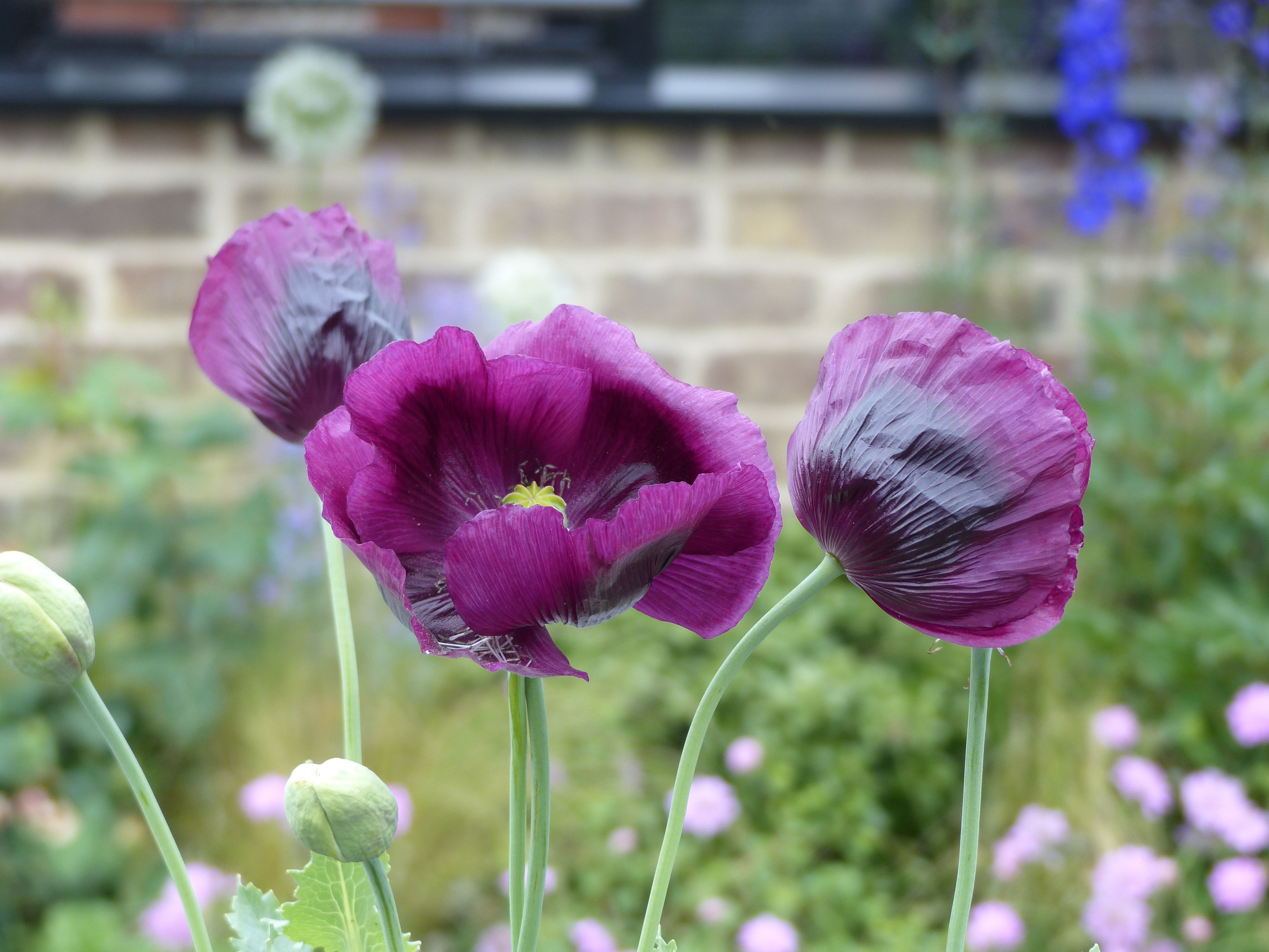 Pavot annuel Lauren's Grape