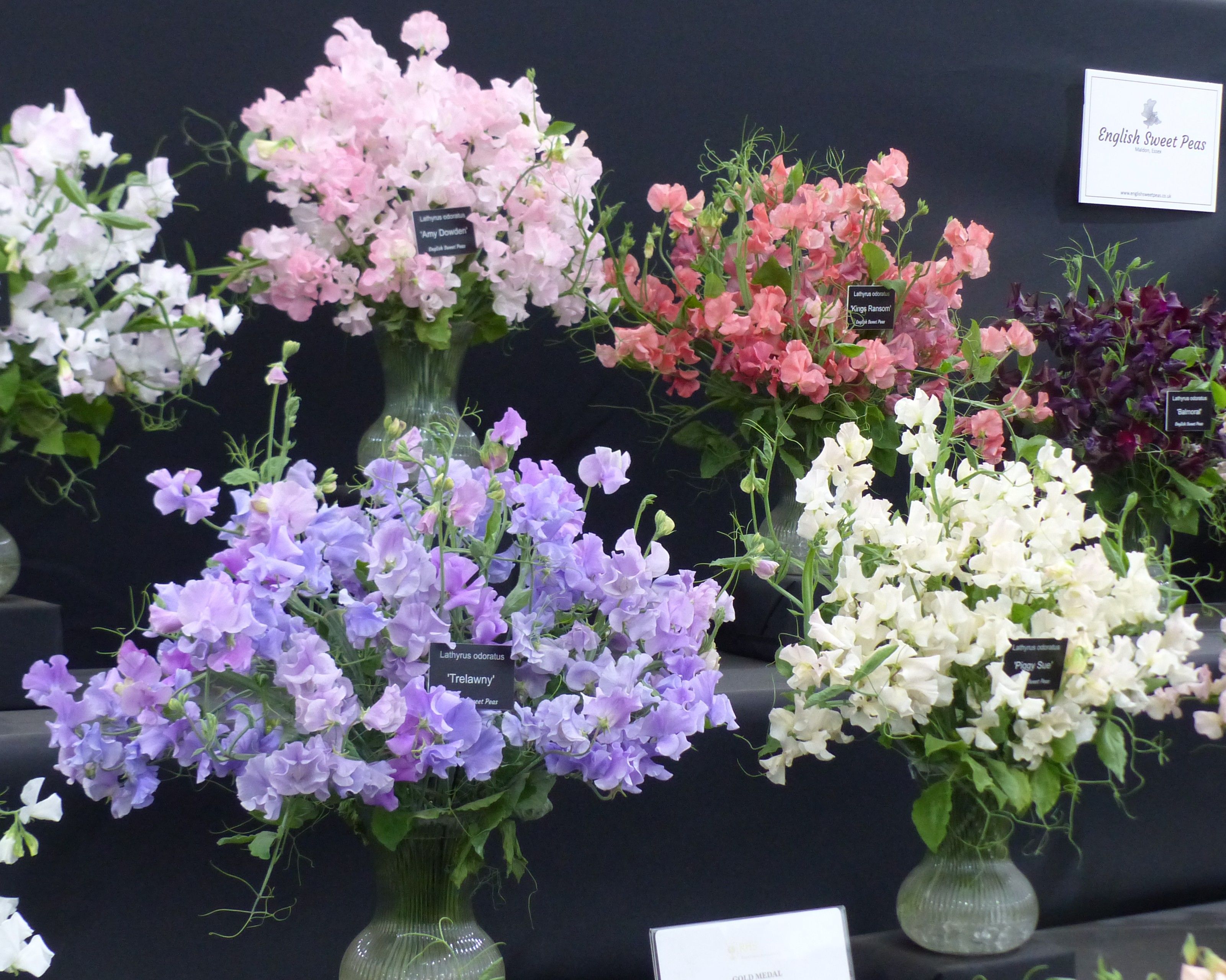 Pois de senteur au Chelsea Flower Show