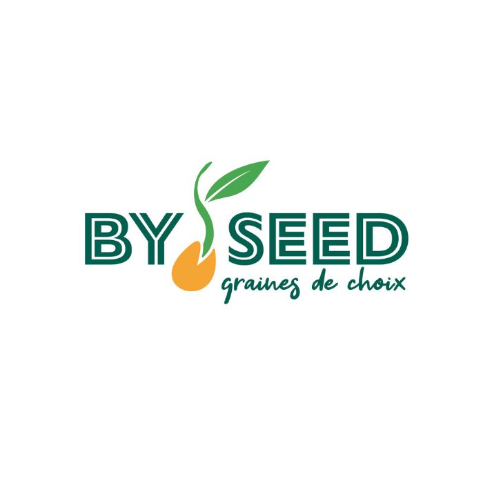 Statice vivace - Limonium sinense Elegant