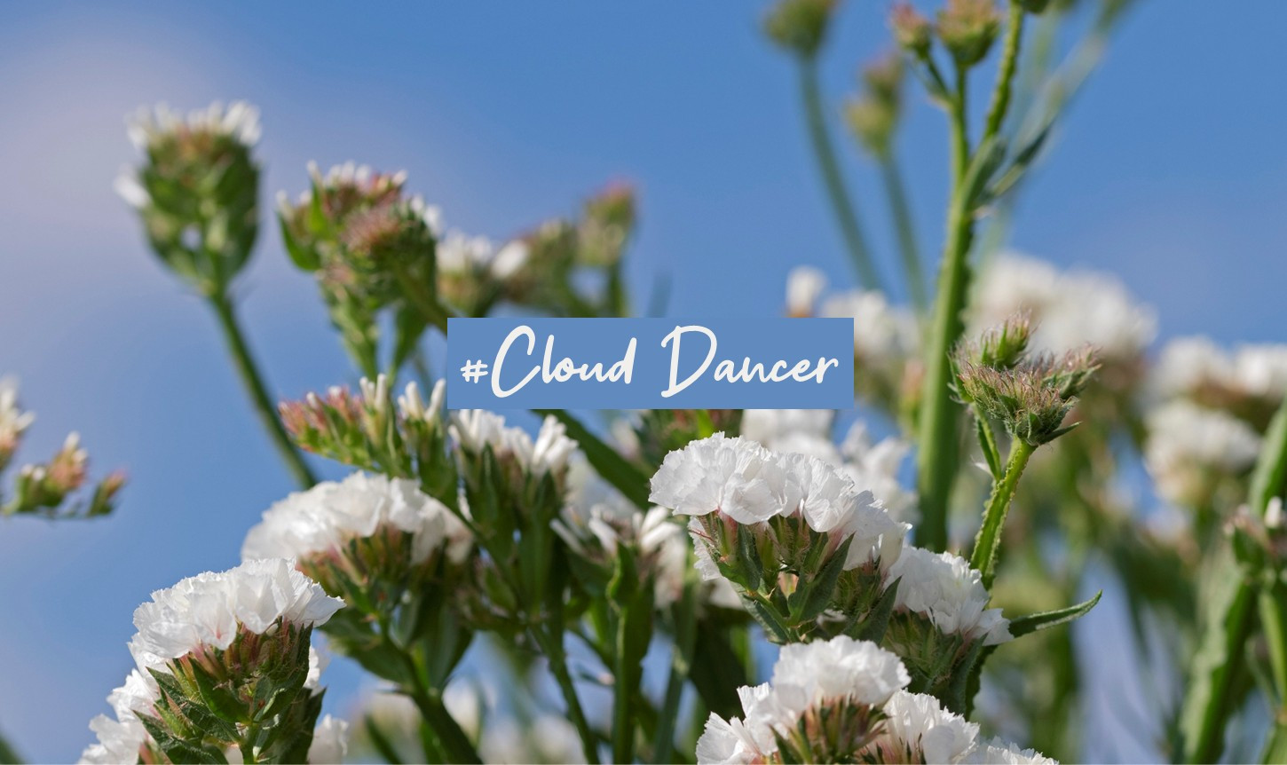 Cloud Dancer : couleur de l'année 2026 